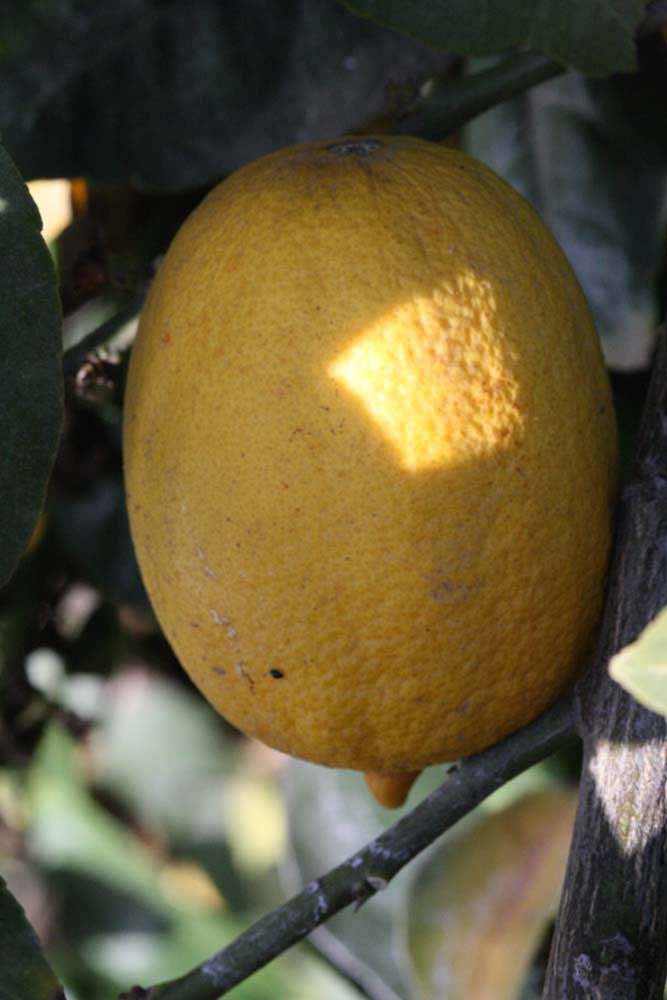            Fruit (Egyptian, Riverside, CA)   